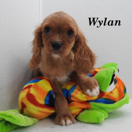 puppy, for, sale, Cockilear, Joe & Cherri  Overlease, dog, breeder, Miller, MO, dog-breeder, puppy-for-sale, forsale, nearby, find, puppyfind, locator, puppylocator, aca